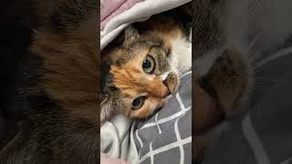 Startled Precious Cat Hiding Under the Blanket