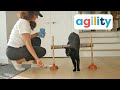 Intro to Cat Agility Training