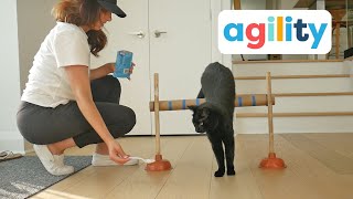 Intro to Cat Agility Training by Cat School Clicker Training 1 year ago 8 minutes, 2 seconds 13,028 views