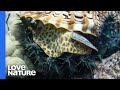 Giant Sea Snail Hunting Crown-of-thorns Starfish