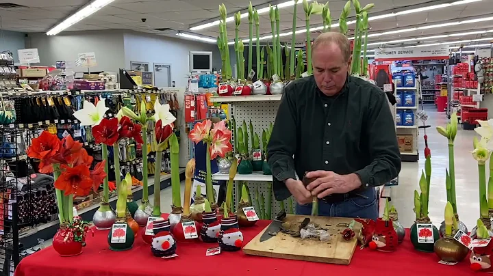 Waxed Amaryllis bulbs, what to do after blooming - DayDayNews