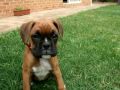 Little miss Tyra our boxer pup 9 weeks