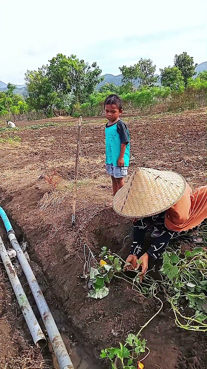 cara efektif menanam ubi rambat agar berbuah lebat