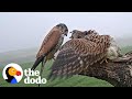 Single Kestrel Parent Raises Six Chicks The Dodo 