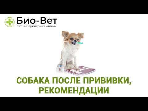 Собака После Прививки, Рекомендации & Что Можно И Нельзя Собаке После Вакцинации. Ветклиника Био