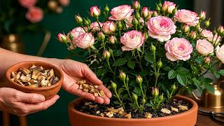 Don't Throw Away Banana Peels! It Makes Roses Root, Sprout, And Bloom 100 Times Faster!