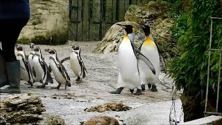 Beautiful King Penguins At Birdland At Bourton-On-The-Water
