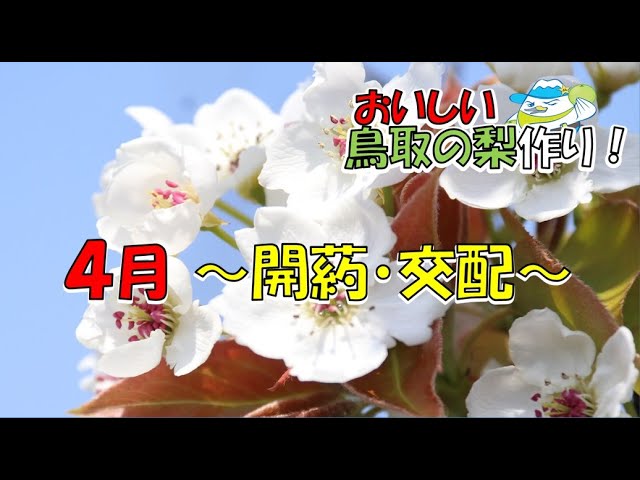 梨の交配用の花粉を作る開葯作業から交配まで - YouTube