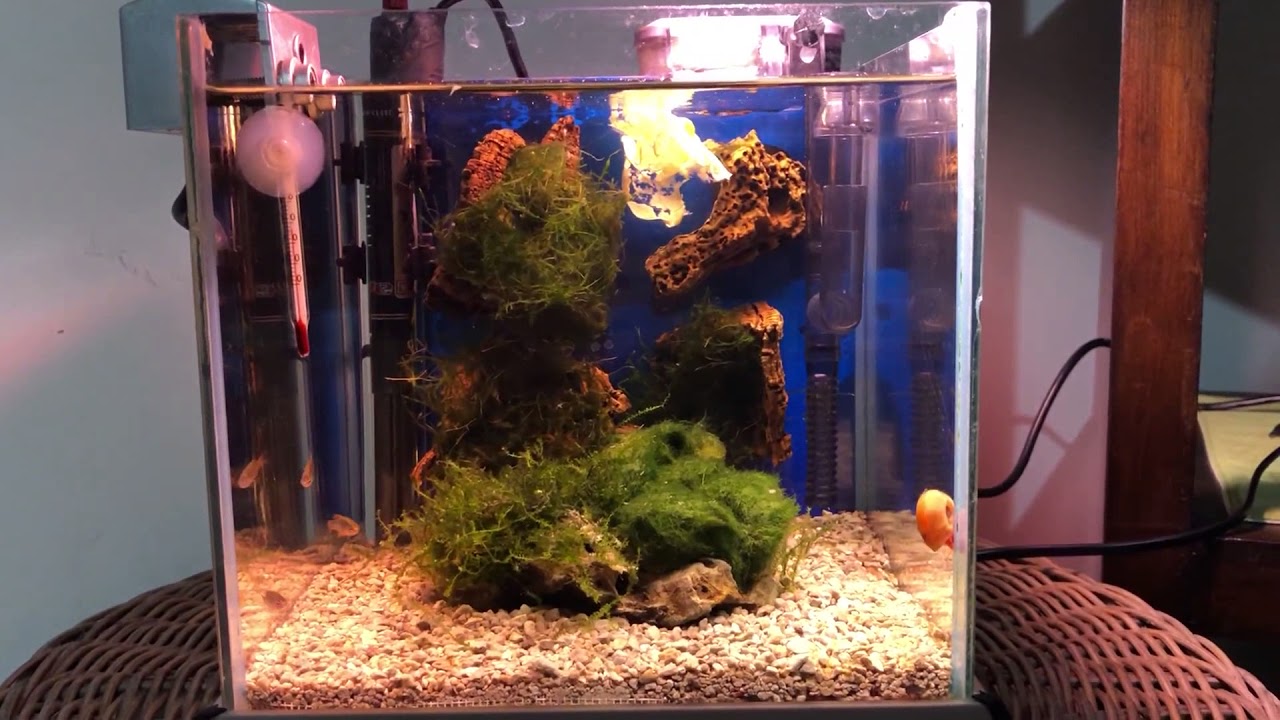 plenum freshwater aquarium