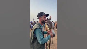 هدا حمار ولا بغل 