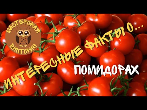 Интересные факты о помидорах