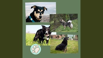 Calm Backdrops for Doggy Safe Space