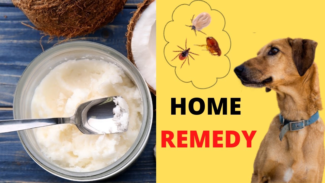 How Coconut Oil Can Protect Your Pet Against Fleas and Ticks YouTube