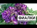 Новинки в Доме Фиалки от Татьяны Сушанковой и Людмилы Пак. Более 50 цветущих фиалок.