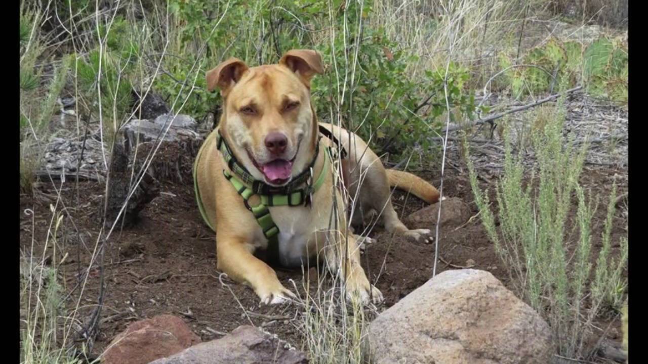 What A Wonderful World This Could Be - Happy Birthday Simba Aryeh