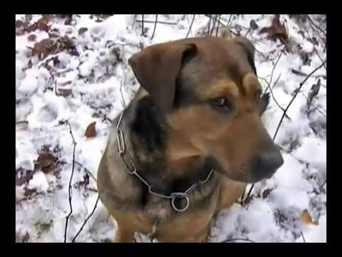 Video: Wie Der Tag Des Hundeführers In Russland Gefeiert Wird