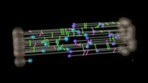 Chromosome congression during cell division