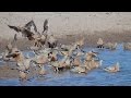 Sandgrouse at the waterhole