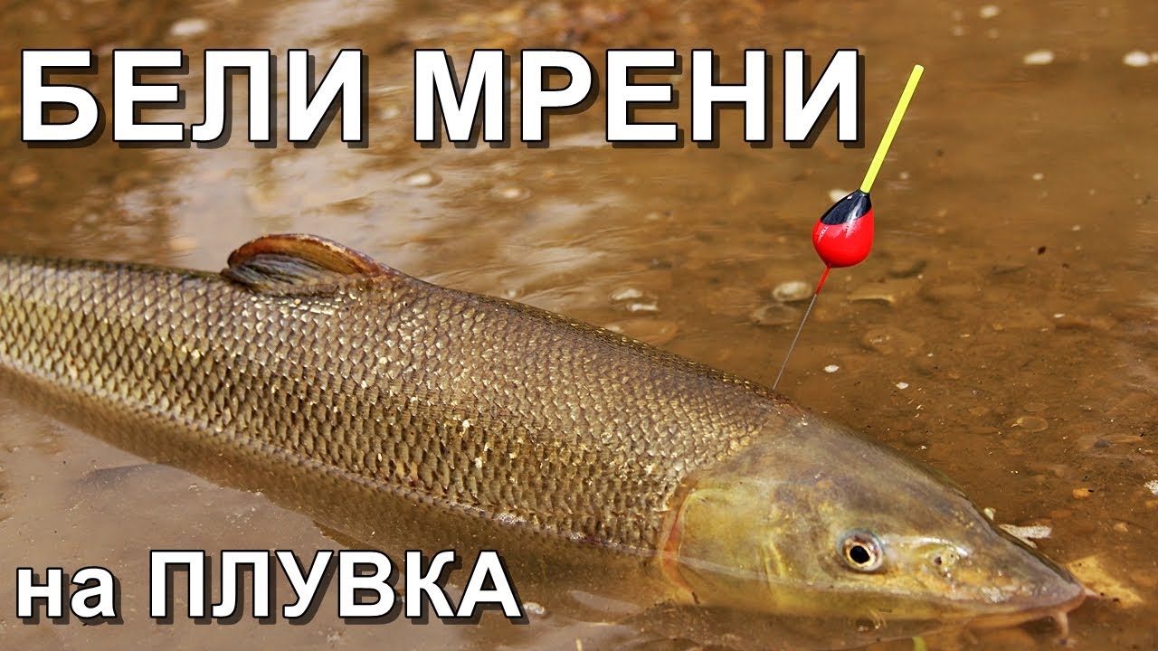 РИБОЛОВ на БЕЛИ МРЕНИ-ЗАПАЛИХА ми АВАНСА на МАКАРАТА