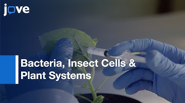 Comparative Analysis: Recombinant Protein Expression In Different Biofactories l Protocol Preview