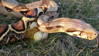 5FT SNAKE TAKES GIANT POOP OUTSIDE | WARNING GROSS | CLOSE UP | HOW SNAKES POOP