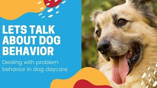 Let's Talk about Dog Behavior in Your Dog Daycare