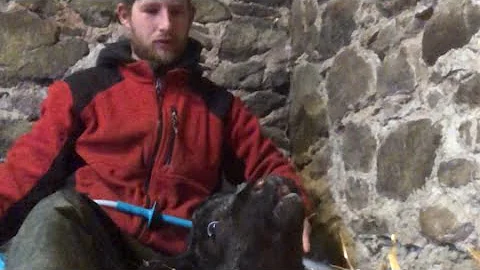 Baby calf need help/ hand milking a cow/ first calf of the season
