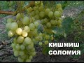 Кишмиш Соломия 2020 (под ГК)