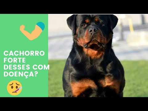 Vídeo: Como identificar os sintomas do parvovírus filhote de cachorro