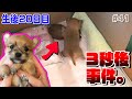 容赦なく兄犬を叩き起こす子犬を激写【生後20日目】