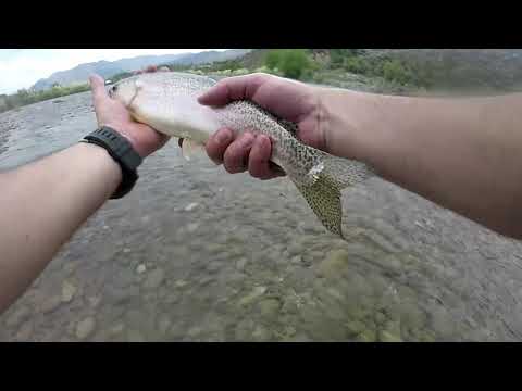 Video: ¿Qué es la pesca en el río blanco?