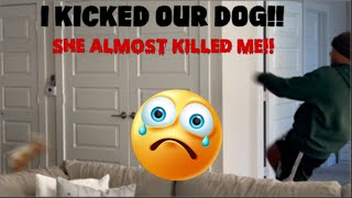 I KICKED OUR DOG! SHE ALMOST KILLED ME!!