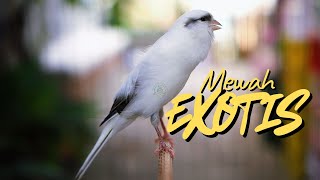 AHLINYA BIKIN MEWAH EXOTIC - MASTERAN KENARI ISIAN BLACKTHROAT GACOR JERNIH MUDAH DITIRU