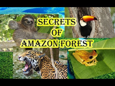 Amazon Forest Secrets Kannada | Pooja TV | Amazon Forest | ಅತ್ಯಂತ ಭಯಂಕರ ಪ್ರಾಣಿಗಳ ಸ್ವರ್ಗ | Facts