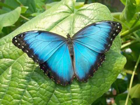 Butterfly Dance - Yanni