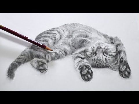 鉛筆画 タイムラプス 子猫を描く Pencil Drawing Timelapse Little Cat Youtube
