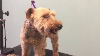 How to groom a welsh Terrier part1