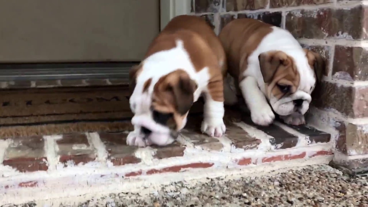 grey and white british bulldog