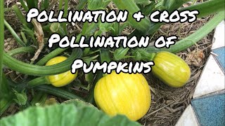 Pollination and Cross Pollination of Pumpkins