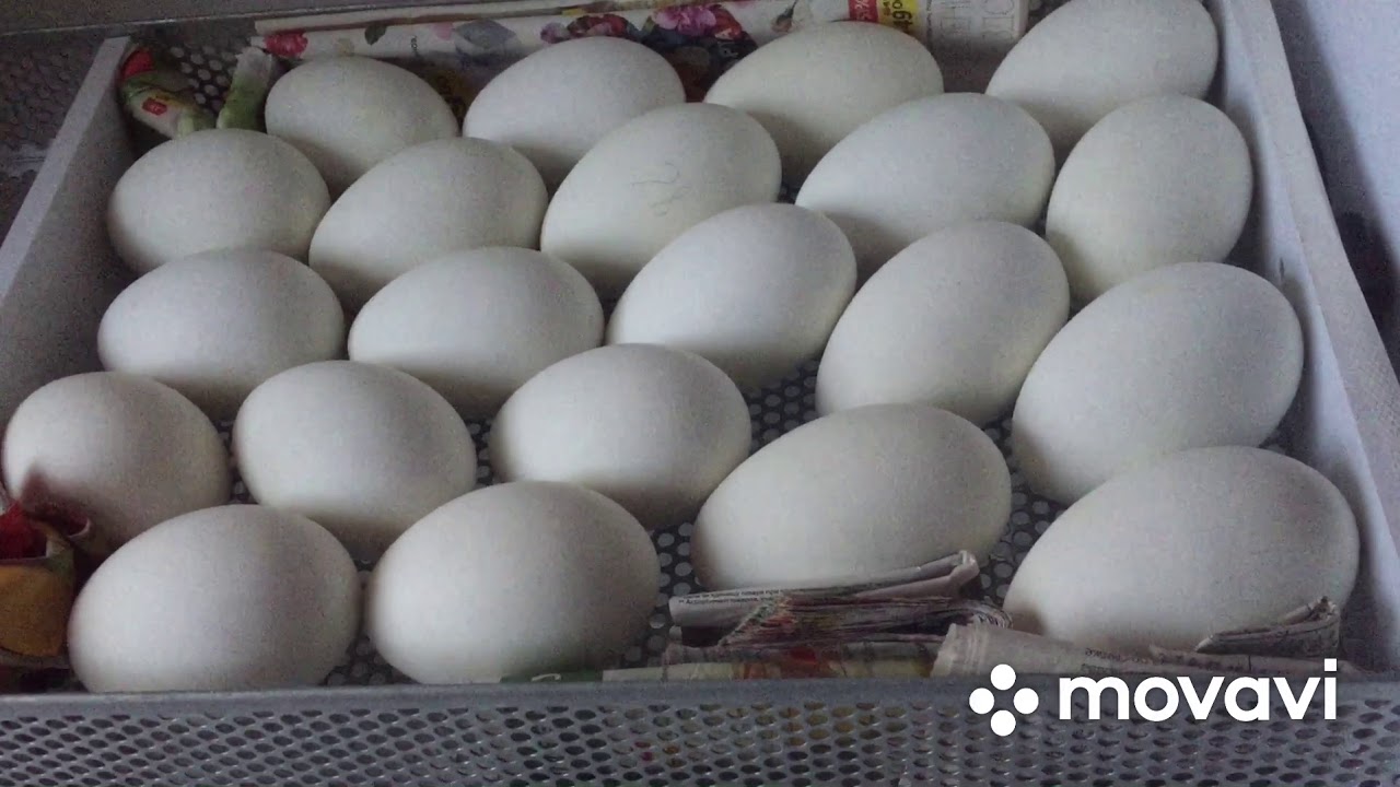Сколько стоит десяток гусиных яиц. Инкубационное гусиное яйцо и гусята. Гусь и гусиные яйца. Инкубатор Вегас на 90 яиц.