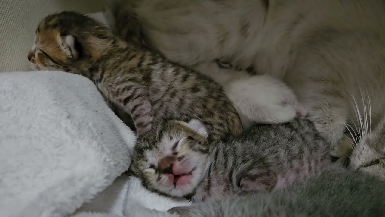 Kitten's Got a Voice and He's Not Afraid To Use It 😅