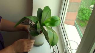 ОРХИДЕЯ ОТЦВЕЛА что делать с ЦВЕТОНОСАМИ, черенкую орхидею 2 цветоносами