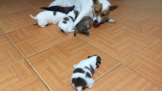 Dogs cry and are hungry! The puppies cry loudly to their mother when they are too hungry