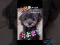 【やさしさに包まれたなら オルゴール】 #犬  #犬のいる暮らし #dog #トイプードル #ポメラニアン