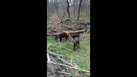 Dog fucks bitch in the woods Watch and enjoy