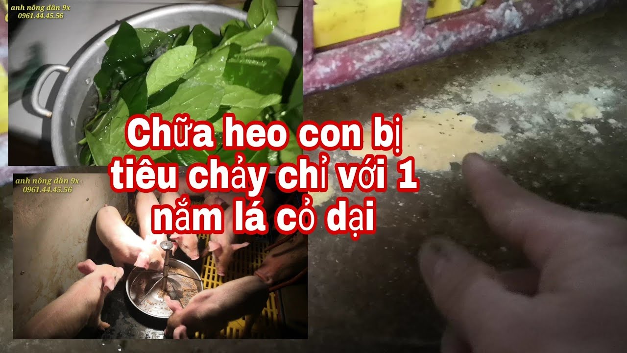 Chữa heo con bị tiêu chảy trong vòng 1 nốt nhạc đảm bảo bình phục!