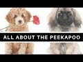 All About The Pekingese Poodle Mix The Peekapoo All About The Pekingese Poodle Mix The Peekapoo