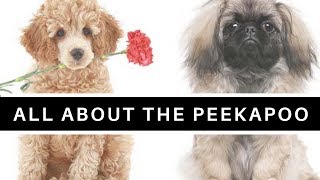 pekingese cross poodle