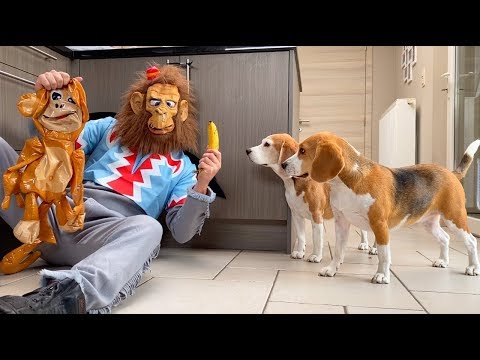 dogs-vs-evil-monkey-prank-:-funny-dogs-louie-&-marie