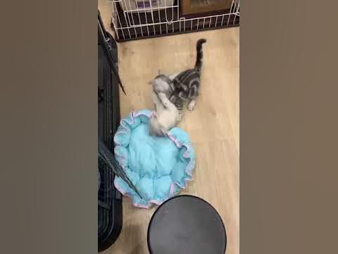 [問題] 三個月幼貓廝殺激烈該怎麼辦